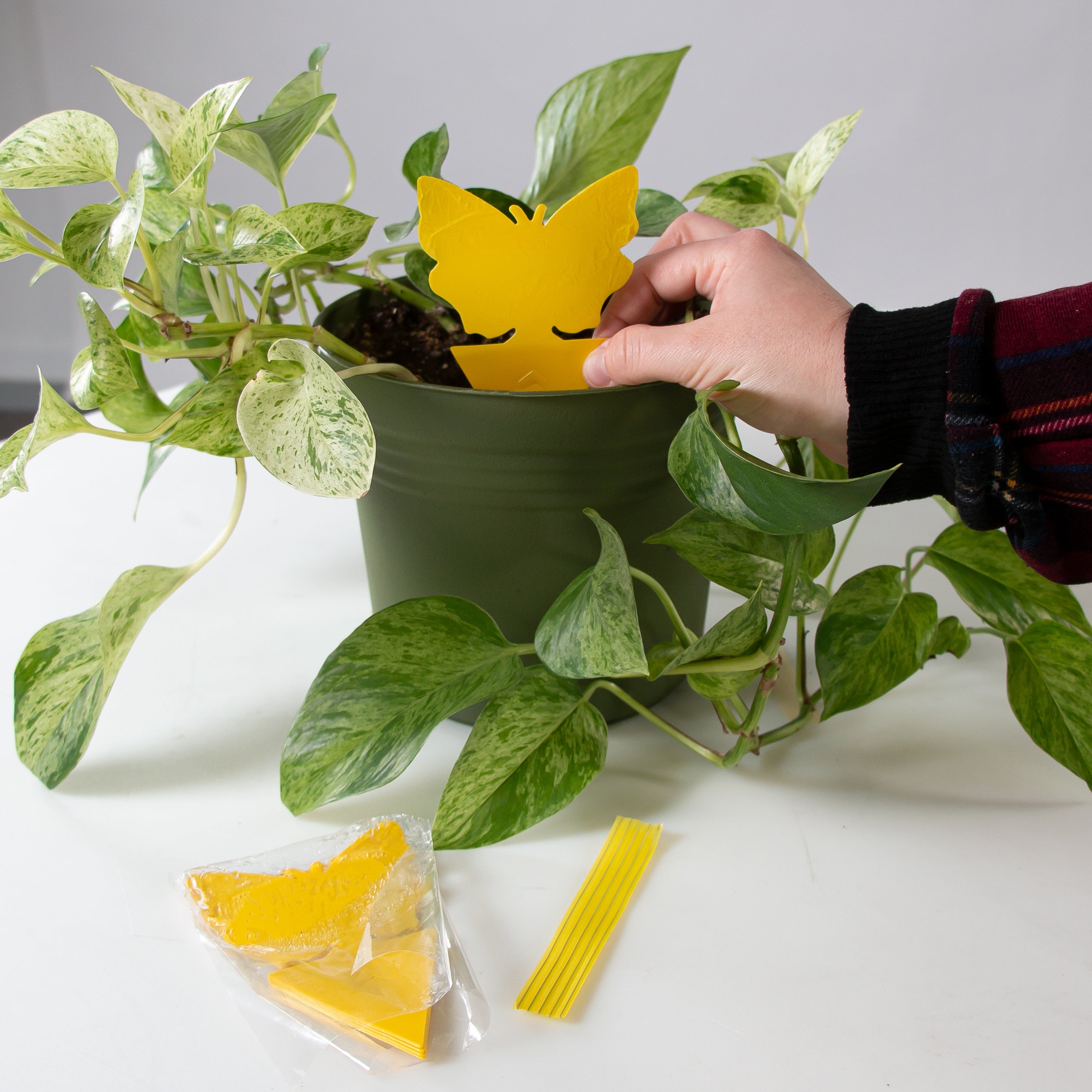indoor plant bug trap The Better Bugtrap™ for Plants