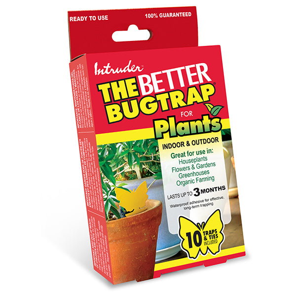 Intruder The Better Flytrap Disposable Indoor Fly Trap (4-Pack) 21080, 1 -  Kroger
