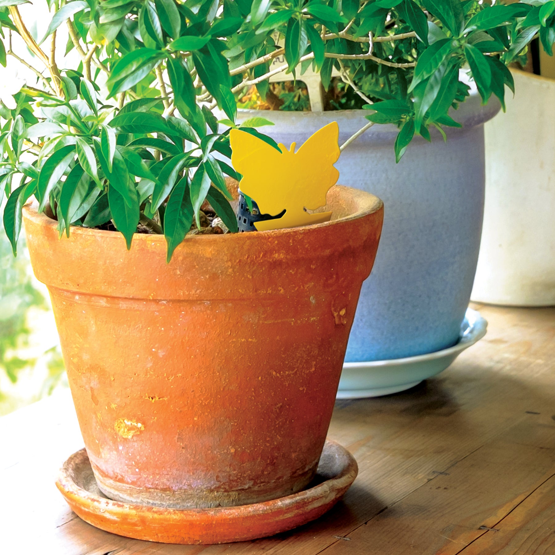 bug traps for indoor plants The Better Bugtrap™ for Plants
