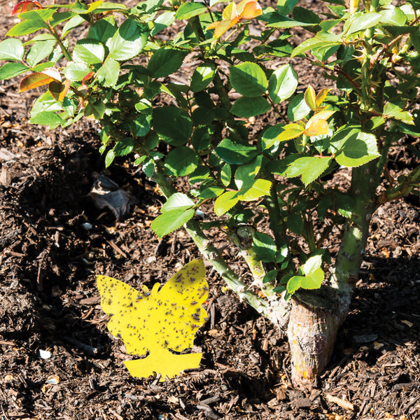 The Better Bugtrap™ for Plants