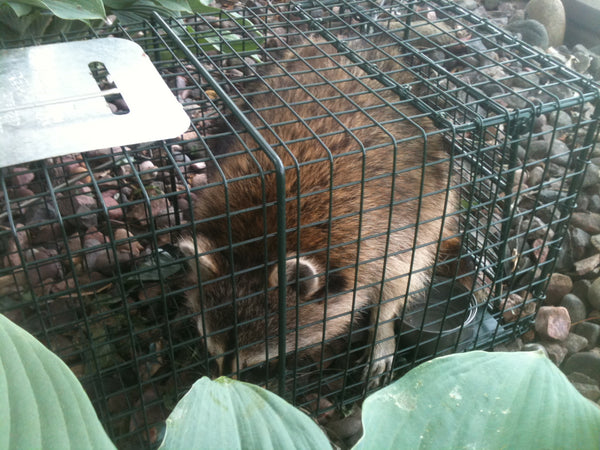 Easy Set and Release Assembled Live Trap with Bayonet Latch